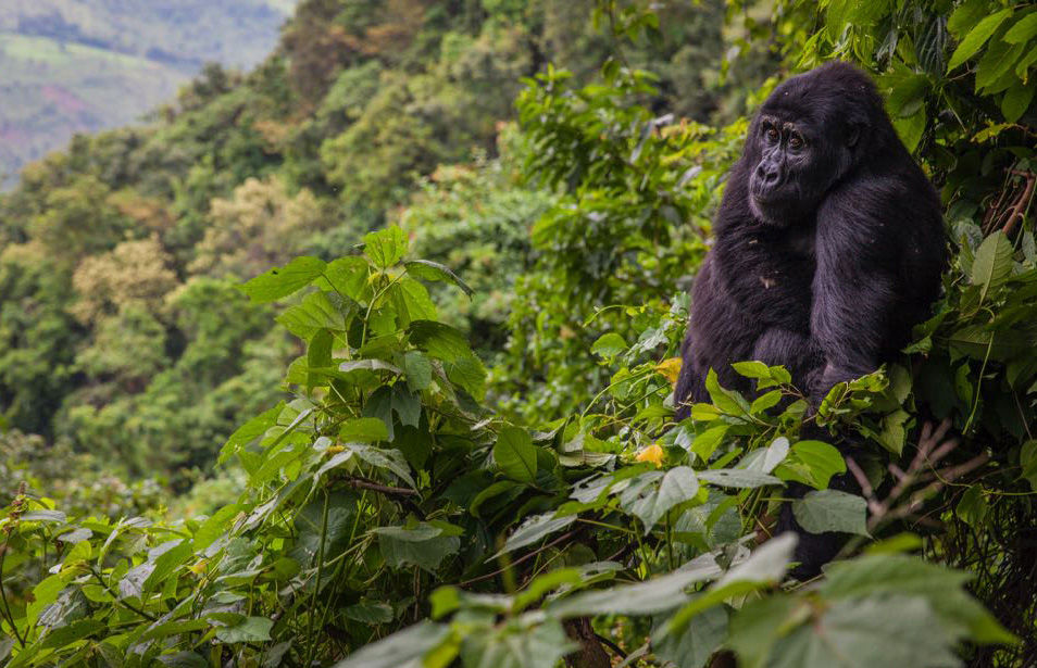 3 days gorilla trekking Bwindi